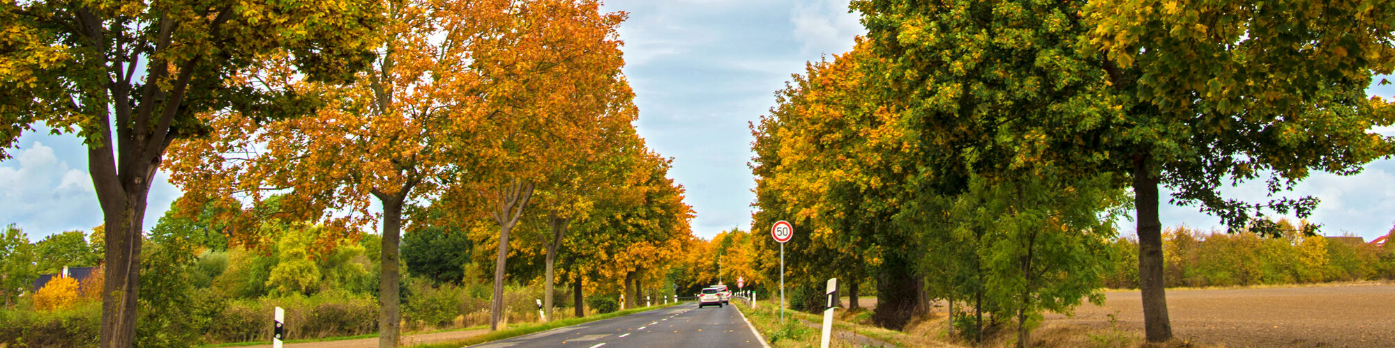 Herbstliche Farben in der Allee an der Landstraße zwischen Friesheim und Ahrem