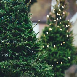 Zwei Weihnachtsbäume sind geschmückt mit Lichterketten, eine davon leuchtet.