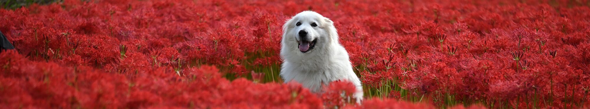 Weißer Hund in roten Blumen