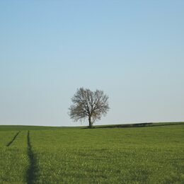Ein einzelner Baum als Silhouette am Horizont einer flachen grünen Wiesenlandschaft unter dunstig-blauem Himmel