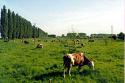 Felder am Rotbach mit Kuhen