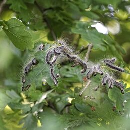 Mehrere Eichenprozessionsspinner Raupen sitzen auf einem Ast in einem Eichenbaum