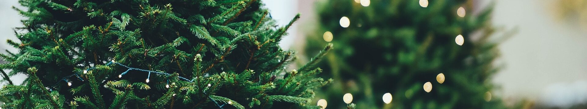 Zwei Weihnachtsbäume sind geschmückt mit Lichterketten, eine davon leuchtet.