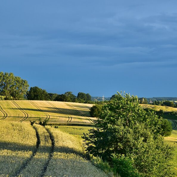 Landschaft mit Getreidefeldern, Hecken und Bäumen.