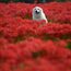 Weißer Hund in roten Blumen