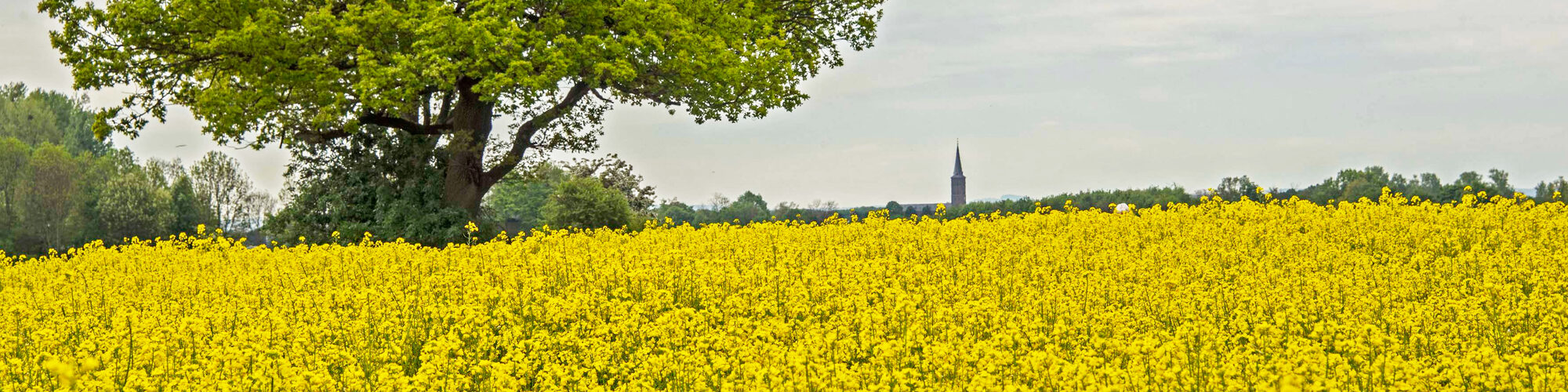Ein sonnengelbes Feld, im Hintergrund der Kirchturm von Bliesheim